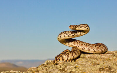 Yüksek hızlı video kayıtları, yılanlar hakkındaki sır perdesini araladı