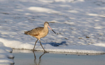 11.000 kilometrelik yolculuğun ürpertici bedeli: Kendi organlarını "yiyorlar"