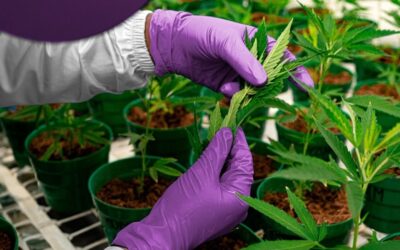 ABD’de 28 milyar dolarlık kenevir endüstrisine yasal kısıtlama