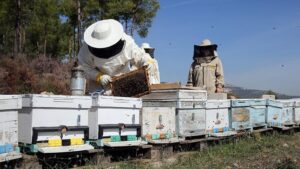 Arıcılık mesleğine düzenleme geliyor