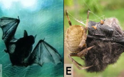 Av ve avcı yer değiştirirse… 20 santimlik örümcekler, koca bir yarasayı nasıl avlayabiliyor?