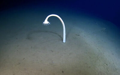 Okyanusun dibi Ay'dan bile gizemli: 9.775 metre derinlikte 30.000 yeni canlı belgelendi