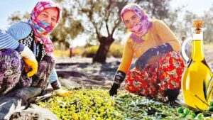 Ayvalık'tan değil İkitelli'den! Zeytinyağında taklit-tağşiş dizboyu