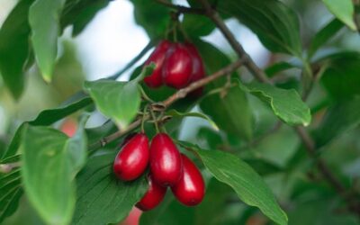 Bakterilerin korkulu meyvesi, vitamin şöleni! Doğal sağlık reçetesi