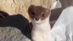 Beyaz gelincik şehir merkezinde görüntülendi