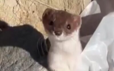 Beyaz gelincik şehir merkezinde görüntülendi