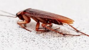 Bir an önce evden uzaklaştırın! Hamam böcekleri buna geliyormuş