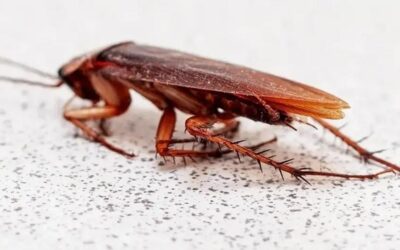 Bir an önce evden uzaklaştırın! Hamam böcekleri buna geliyormuş