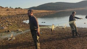 Bolu'da kaçak avcılardan doğa katliamı… 500 balık ağdan kurtarıldı