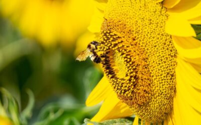 Bombus arılarının geleceği tehlikede: Tarım üzürinde ciddi sonuçlar doğurabilir
