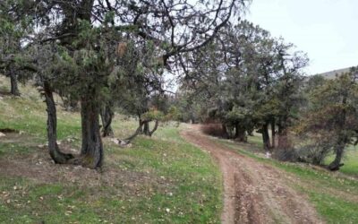 Bu ormana asırlardır balta girmiyor