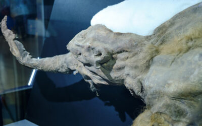 DNA yetmedi, RNA devri başladı: 40.000 yıllık mamut fosilinden çıkan sürpriz