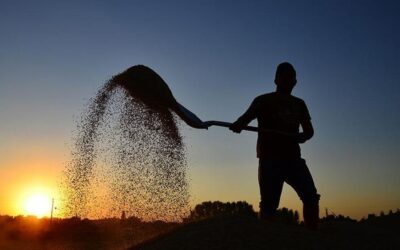 Çiftçilere büyük destek! Ödemeler bugün hesaplara aktarılacak