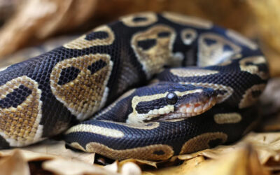 62 yaşındaki yılanın geride bıraktığı gizemli miras