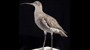 Birkaç yıl önce aramızda dolaşıyorlardı, artık yoklar