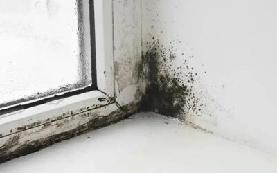 Evde rutubet ve küf varsa bakın! Keşke daha önce bilseydim dedirtir