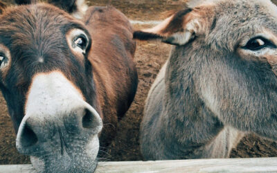 Yaşlanma karşıtı "mucize" ilacın arkasında gizlenen büyük vahşet