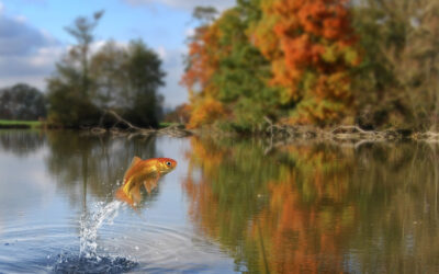 Balıkların boyları, neden giderek daha da küçülüyor?