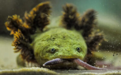 Dünya üzerinde tek bir yerde yaşıyorlar, sadece 150 tane kaldı!