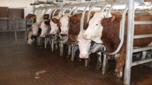 "Halk Elinde Islah Projeleri"ne toplam 2,7 milyar lira destek