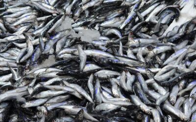 Hamsi 70 liraya düştü, vatandaş sevinçten çiğ yedi