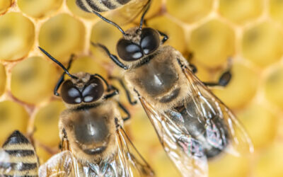 Erkek arılar, çiftleşme sırasında neden patlayarak ölüyor?