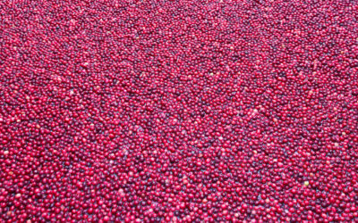 Gerçeği öğrenince, bu meyveyi yemek istemeyeceksiniz