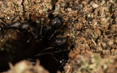 Kabus gibi: Karınca kolonilerinde yaşanan inanılmaz "ihanet"