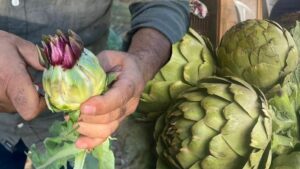 Karaciğer yağlanmasının doğal ilacı: Yağı mıknatıs gibi çekiyor! İster yemeğini ister suyunu için