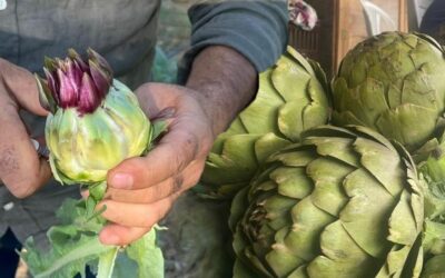 Karaciğer yağlanmasının doğal ilacı: Yağı mıknatıs gibi çekiyor! İster yemeğini ister suyunu için