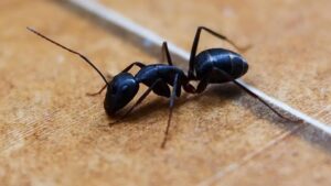 Karınca varsa bunu deneyin! Kaçacak delik arayacaklar