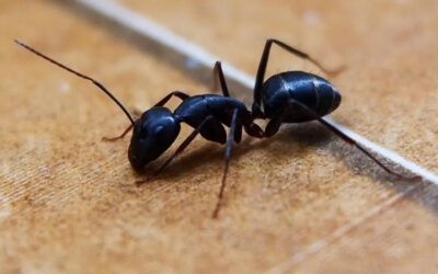 Karınca varsa bunu deneyin! Kaçacak delik arayacaklar