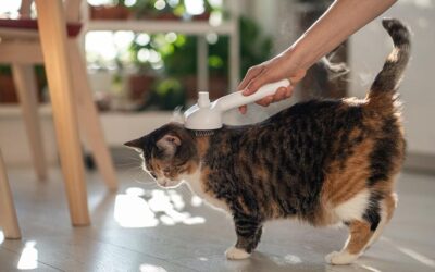 Kedi beslenen evde kokuyu azaltmanın 5 yolu! Eve gelen misafir kokuyu almayacak