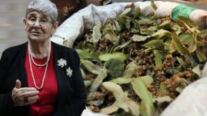 Kilosu 500 TL! Canan Karatay uyardı! Ihlamuru kaynatan yandı! Meğer sebebi…