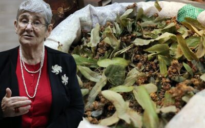 Kilosu 500 TL! Canan Karatay uyardı! Ihlamuru kaynatan yandı! Meğer sebebi…