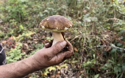 Kilosu 600 TL! Sinop'ta yetişiyor, Avrupa'dan sipariş yağıyor! Toplayanın elinde kalmıyor