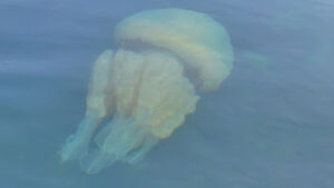 İngiltere kıyılarında büyük işgal: İyi haberler de var, kötü haberler de…