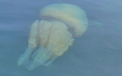 İngiltere kıyılarında büyük işgal: İyi haberler de var, kötü haberler de…