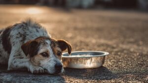Köpekler: İnsanlığın eski dostu, Türkiye’nin yeni imtihanı