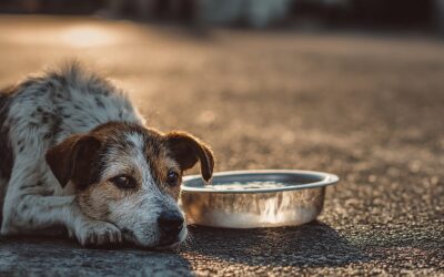 Köpekler: İnsanlığın eski dostu, Türkiye’nin yeni imtihanı