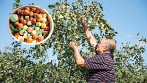 Küçük arazilerde hünnapla büyük gelir… Bakımı kolay ve ilaç istemiyor