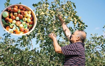 Küçük arazilerde hünnapla büyük gelir… Bakımı kolay ve ilaç istemiyor