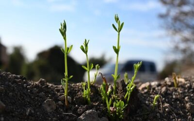 Kül olan 45 hektarlık alana can suyu! Yeşil vatan için seferberlik sürüyor