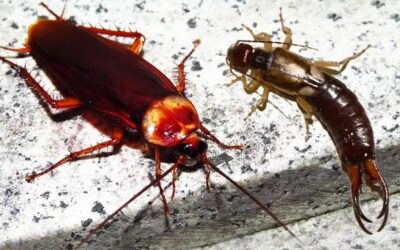 Kulağakaçan ve hamam böcekleri buna geliyormuş! Hemen uzaklaştırın…