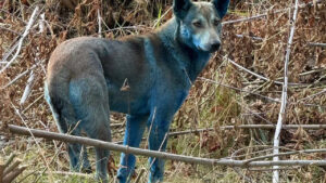 Çernobil'de ortaya çıkan mavi köpekler: Bu hayvanlara ne oldu?