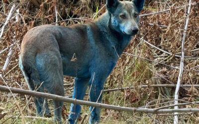 Çernobil'de ortaya çıkan mavi köpekler: Bu hayvanlara ne oldu?