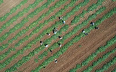 MEB'den mevsimlik tarım işçilerinin çocukları için yeni önlem