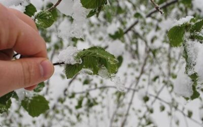 Meteorolojiden üreticilere uyarı: Hafif don bekleniyor