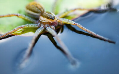 Örümcek fobisi olanları daha da korkutacak haber: Balık avlayan örümcekler!