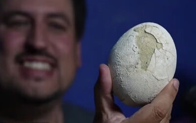 70 milyon yıllık dinozor yumurtasının içinden ne çıkacak?